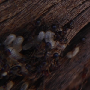 Papyrius nitidus at Symonston, ACT - 3 Oct 2019