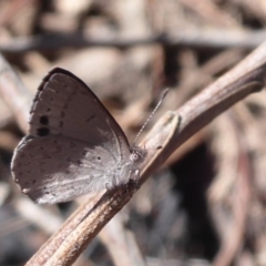 Erina hyacinthina (Varied Dusky-blue) at Black Mountain - 3 Oct 2019 by Christine