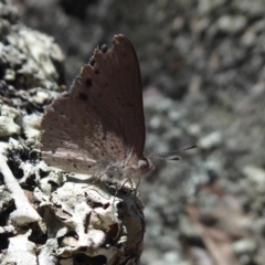 Erina hyacinthina at Point 4999 - 3 Oct 2019