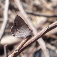 Erina hyacinthina at Point 4999 - 3 Oct 2019 01:02 PM