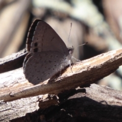 Erina hyacinthina at Point 4999 - 3 Oct 2019 01:02 PM