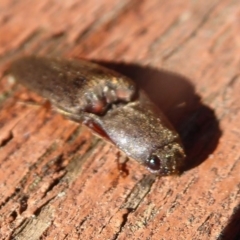 Monocrepidius (genus) (Click beetle) at Flynn, ACT - 2 Oct 2019 by Christine