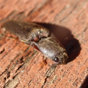 Monocrepidus sp. (genus) at Flynn, ACT - 2 Oct 2019