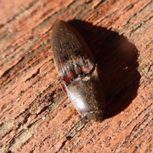 Monocrepidus sp. (genus) at Flynn, ACT - 2 Oct 2019