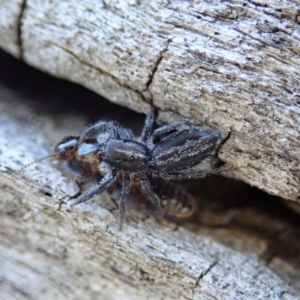 Holoplatys sp. (genus) at Cook, ACT - 2 Oct 2019 03:40 PM