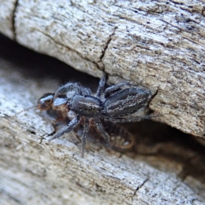 Holoplatys sp. (genus) (Unidentified Holoplatys jumping spider) at Mount Painter - 2 Oct 2019 by CathB