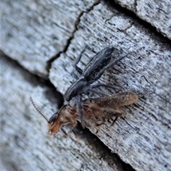 Holoplatys sp. (genus) at Cook, ACT - 2 Oct 2019 03:40 PM