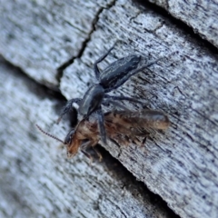 Holoplatys sp. (genus) at Cook, ACT - 2 Oct 2019 03:40 PM