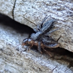 Holoplatys sp. (genus) at Cook, ACT - 2 Oct 2019 03:40 PM