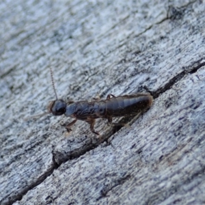 Termitoidae (informal group) at Cook, ACT - 2 Oct 2019