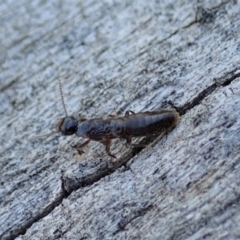 Termitoidae (informal group) (Unidentified termite) at Cook, ACT - 2 Oct 2019 by CathB