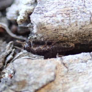 Termitoidae (informal group) at Cook, ACT - 2 Oct 2019