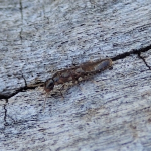 Termitoidae (informal group) at Cook, ACT - 2 Oct 2019