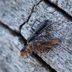 Termitoidae (informal group) at Cook, ACT - 2 Oct 2019