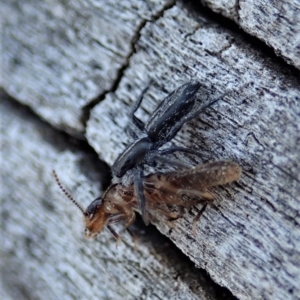 Termitoidae (informal group) at Cook, ACT - 2 Oct 2019