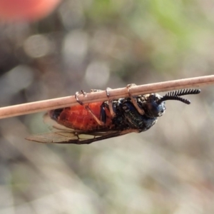 Lophyrotoma analis at Cook, ACT - 2 Oct 2019