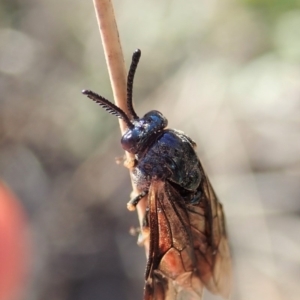 Lophyrotoma analis at Cook, ACT - 2 Oct 2019