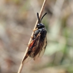 Lophyrotoma analis at Cook, ACT - 2 Oct 2019