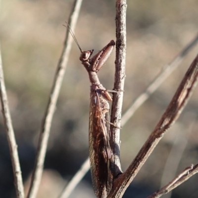 Mantispidae (family) (Unidentified mantisfly) at Cook, ACT - 2 Oct 2019 by CathB