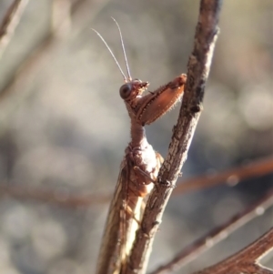 Mantispidae (family) at Cook, ACT - 2 Oct 2019