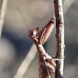 Mantispidae (family) at Cook, ACT - 2 Oct 2019