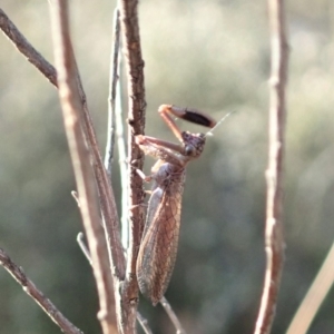 Mantispidae (family) at Cook, ACT - 2 Oct 2019