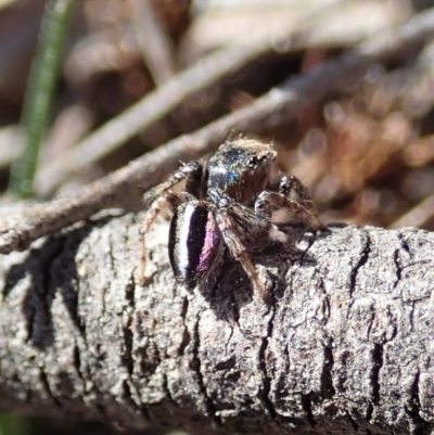 Maratus chrysomelas (Variable Peacock Spider) at Mount Painter - 3 Oct 2019 by CathB