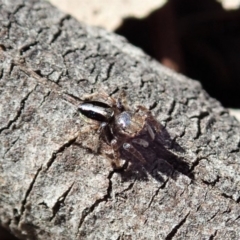 Maratus chrysomelas at Cook, ACT - 3 Oct 2019 02:19 PM