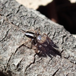 Maratus chrysomelas at Cook, ACT - 3 Oct 2019