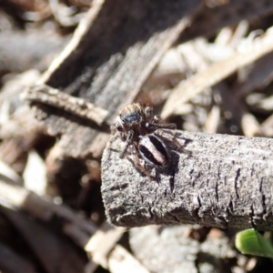 Maratus chrysomelas at Cook, ACT - 3 Oct 2019 02:19 PM