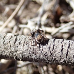 Maratus chrysomelas at Cook, ACT - 3 Oct 2019 02:19 PM