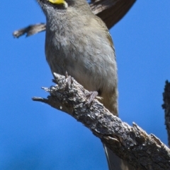 Caligavis chrysops (Yellow-faced Honeyeater) at Tennent, ACT - 4 Oct 2019 by Marthijn