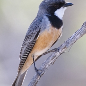 Pachycephala rufiventris at Tennent, ACT - 4 Oct 2019 09:46 AM