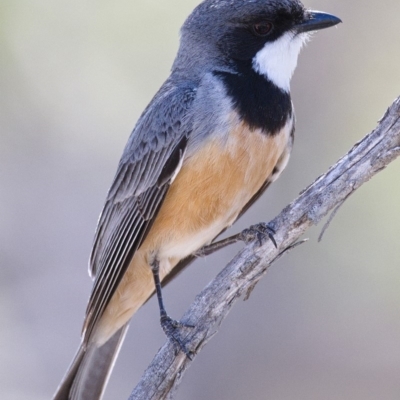 Pachycephala rufiventris (Rufous Whistler) at Tennent, ACT - 3 Oct 2019 by Marthijn