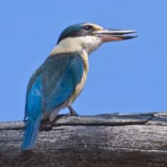 Todiramphus sanctus (Sacred Kingfisher) at Tennent, ACT - 4 Oct 2019 by Marthijn