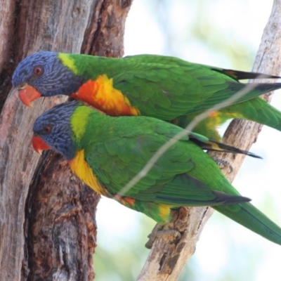 Trichoglossus moluccanus (Rainbow Lorikeet) at Hughes, ACT - 4 Oct 2019 by LisaH