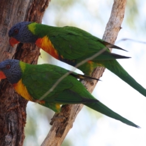 Trichoglossus moluccanus at Hughes, ACT - 4 Oct 2019