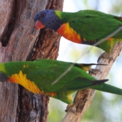 Trichoglossus moluccanus at Hughes, ACT - 4 Oct 2019