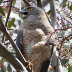 Tachyspiza fasciata (Brown Goshawk) at Deakin, ACT - 4 Oct 2019 by LisaH