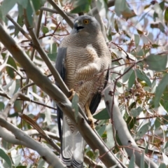 Tachyspiza fasciata at Deakin, ACT - 4 Oct 2019