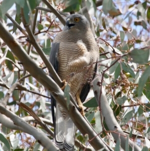 Tachyspiza fasciata at Deakin, ACT - 4 Oct 2019