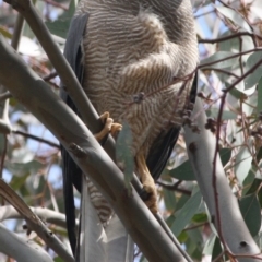 Tachyspiza fasciata at Deakin, ACT - 4 Oct 2019