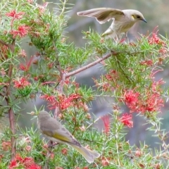 Ptilotula fusca (Fuscous Honeyeater) at Black Flat at Corrowong - 26 Sep 2019 by BlackFlat