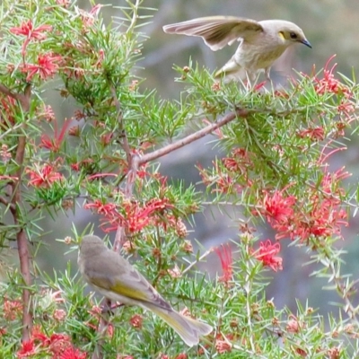 Ptilotula fusca (Fuscous Honeyeater) at Black Flat at Corrowong - 26 Sep 2019 by BlackFlat