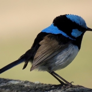 Malurus cyaneus at Grosses Plain, NSW - 26 Sep 2019