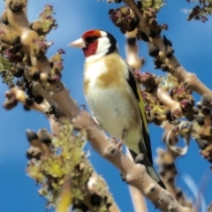 Carduelis carduelis (European Goldfinch) at Grosses Plain, NSW - 26 Sep 2019 by BlackFlat