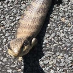 Tiliqua scincoides scincoides (Eastern Blue-tongue) at Aranda, ACT - 4 Oct 2019 by Jubeyjubes