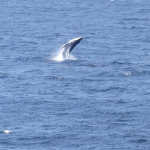 Megaptera novaeangliae at Tura Beach, NSW - 4 Oct 2019 11:10 AM