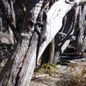 Varanus varius at Tura Beach, NSW - suppressed