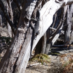 Varanus varius at Tura Beach, NSW - 4 Oct 2019